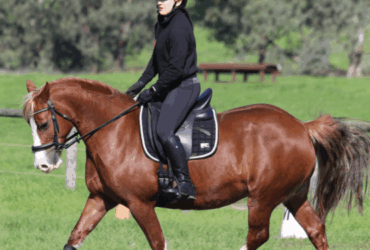 Section D Welsh Mare