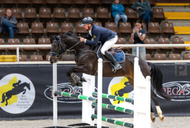 Flashy Young Warmblood