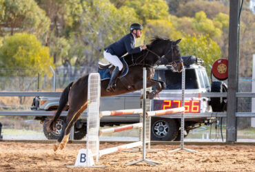 Flashy Young Warmblood