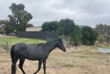 Arabian gelding