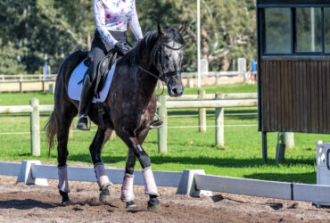 Gorgeous & Easy-Going Grey Mare