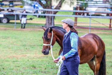 Beautiful 13.2 Hh 4yo Registered Welsh D mare