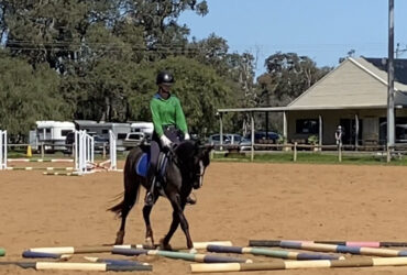 Amazing welsh warmbood
