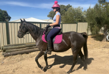 STB Mare companion/brood mare/trails