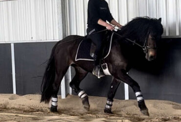 Connemara all rounder