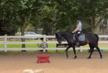 Dressage mare