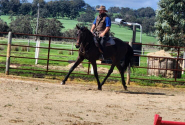 16.2hh Hanoverian Mare By Showdown