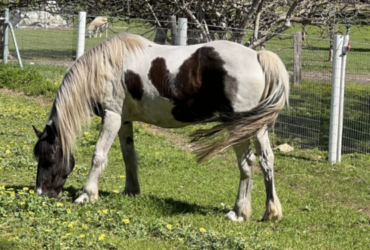 Gypsy Cob x TB Broodmare