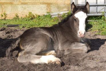For Sale Smokey Black Purebred Gypsy Cob Filly.