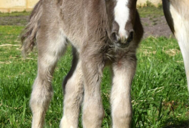For Sale Silver Smokey Black Gypsy Cob Colt