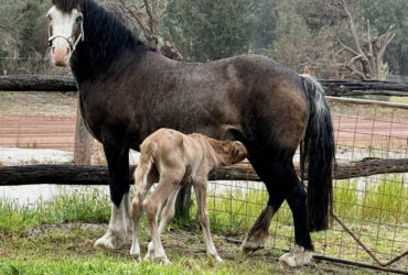 Registered Welsh D Broodmare