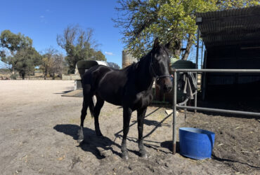 Stunning big black TB