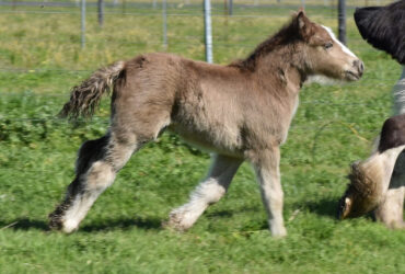 For Sale Silver Smokey Black Gypsy Cob Colt