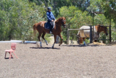 Glitch 15.3hh thoroughbred mare