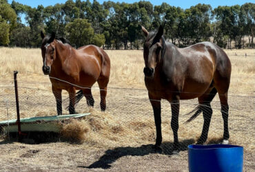 2 beautifully mannered horses for sale