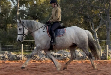 Stunning Trakehner x Highland