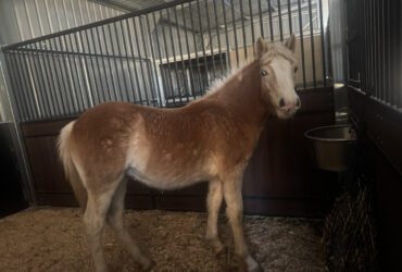 Stunning Haflinger yearling