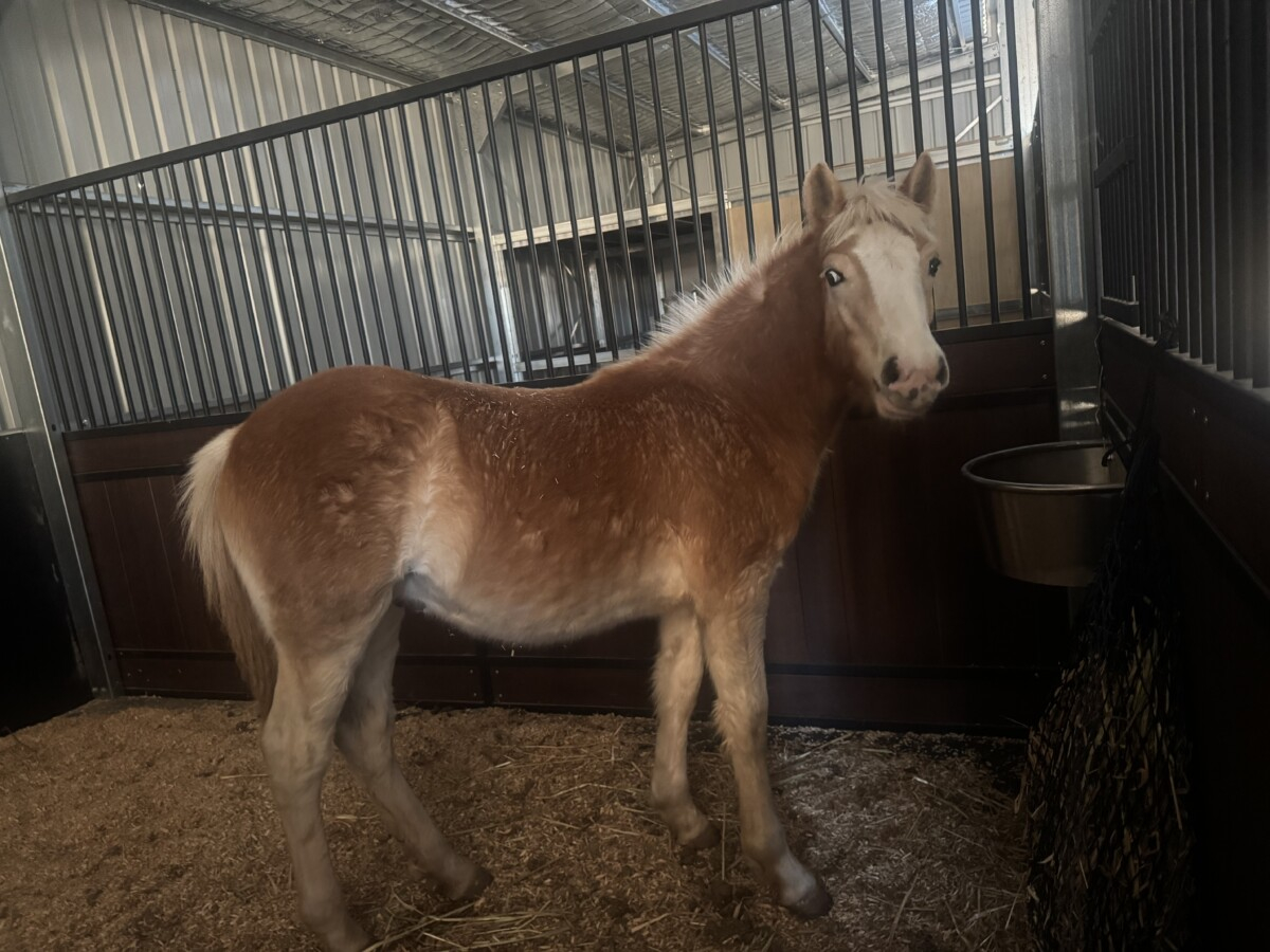 Stunning Haflinger yearling