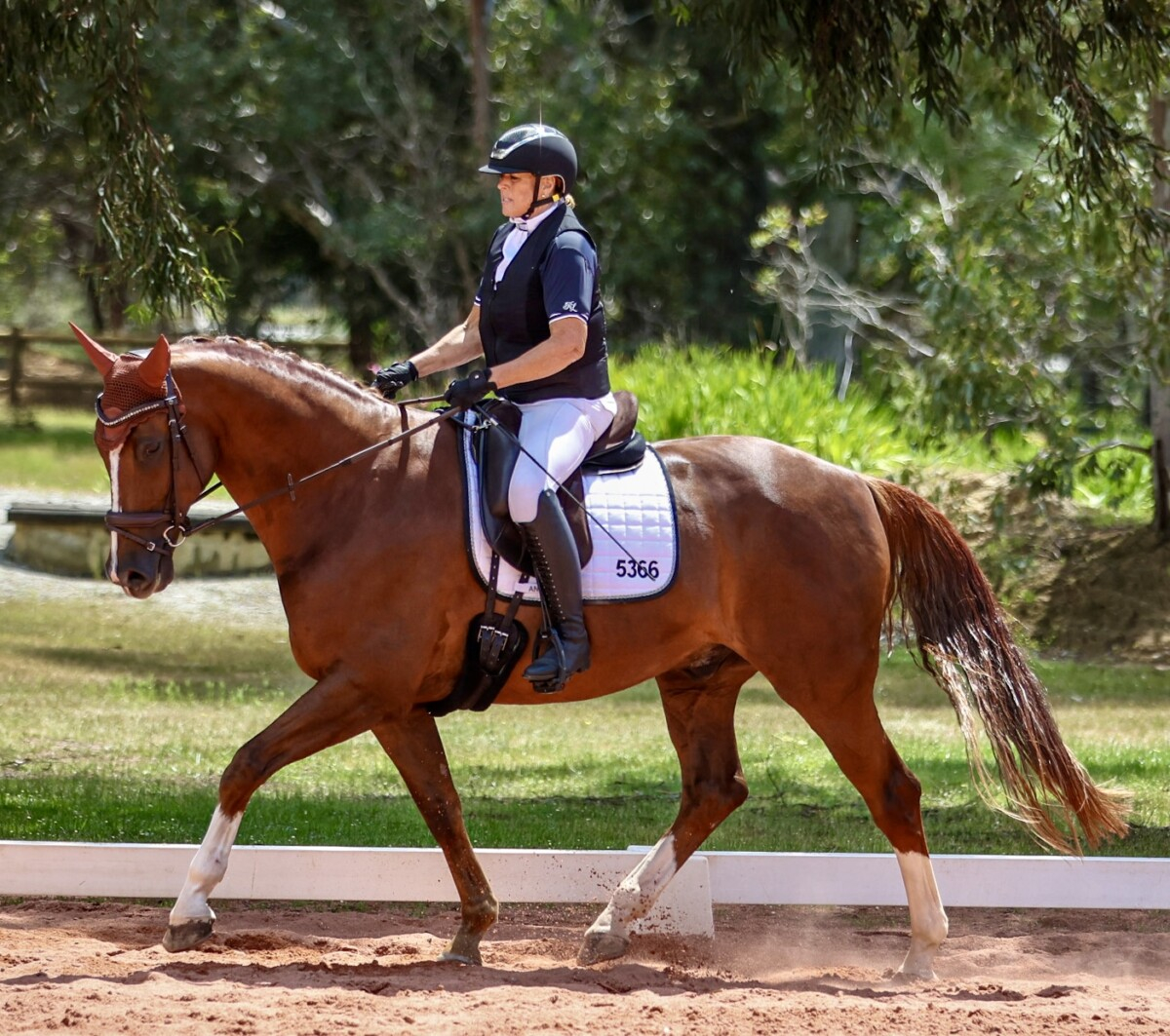 Magnificent Chestnut Dream Horse.