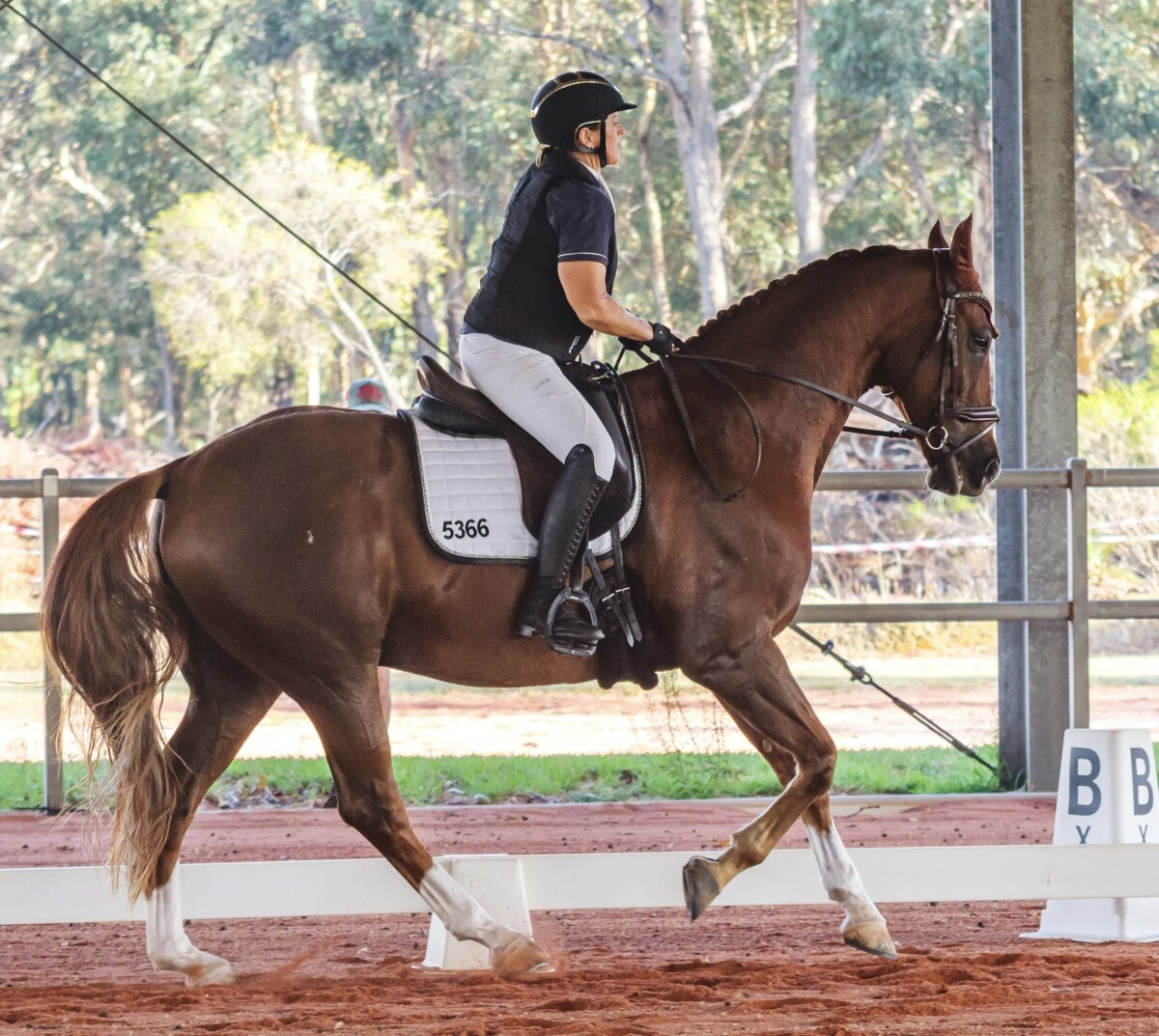 Magnificent Chestnut Dream Horse.