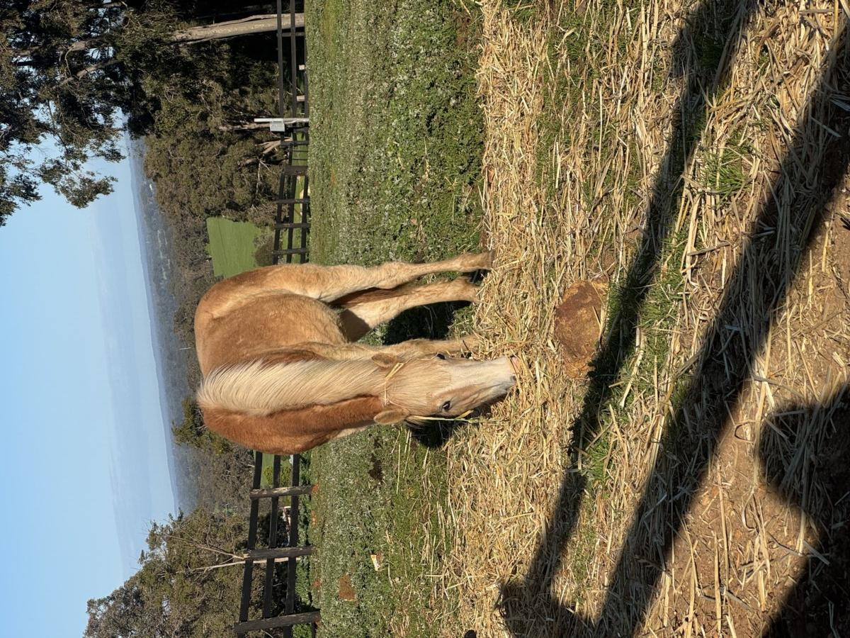 Stunning Haflinger yearling