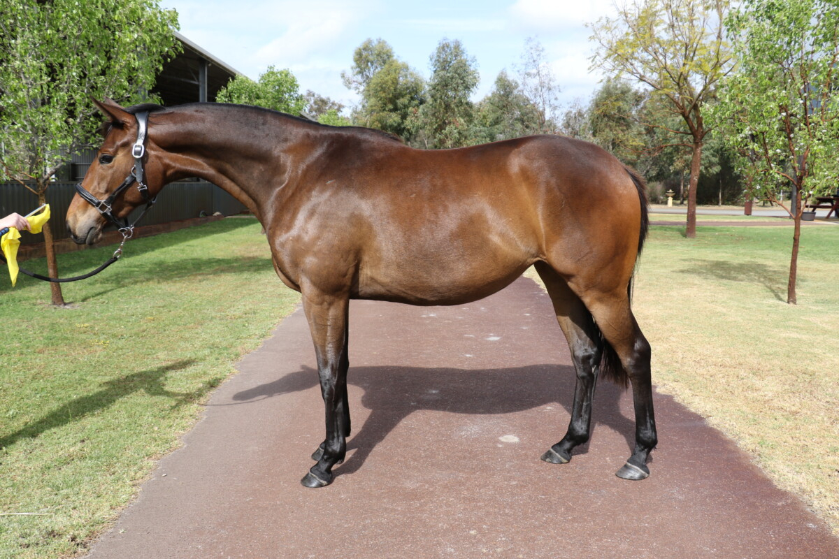 Beautiful Warmblood Filly by Lord Larmarque