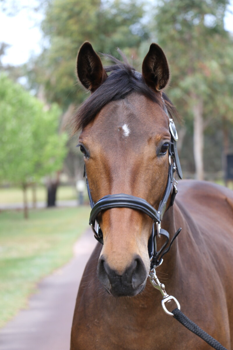 Beautiful Warmblood Filly by Lord Larmarque