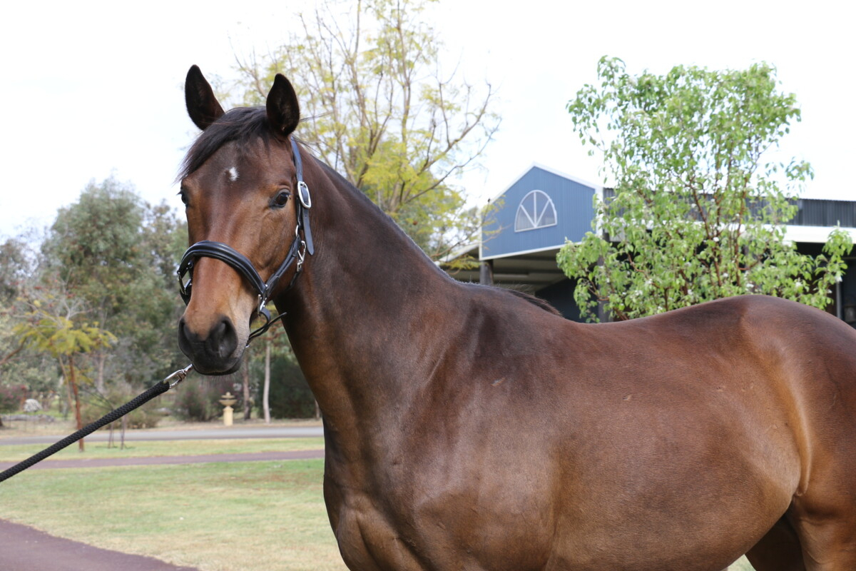 Beautiful Warmblood Filly by Lord Larmarque