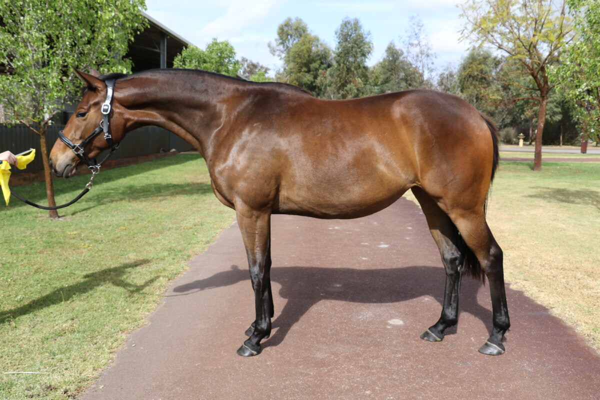 Beautiful Warmblood Filly by Lord Larmarque