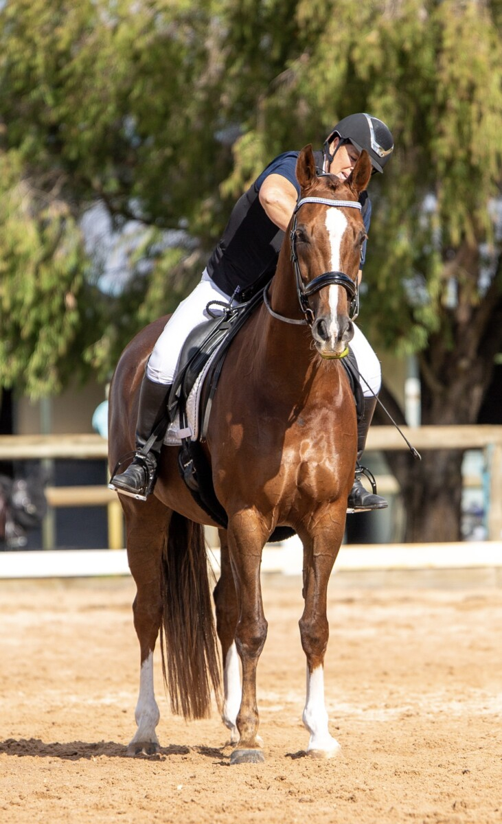 Magnificent Chestnut Dream Horse.