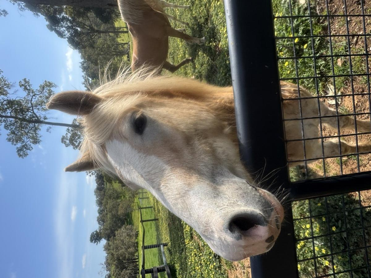 Stunning Haflinger yearling