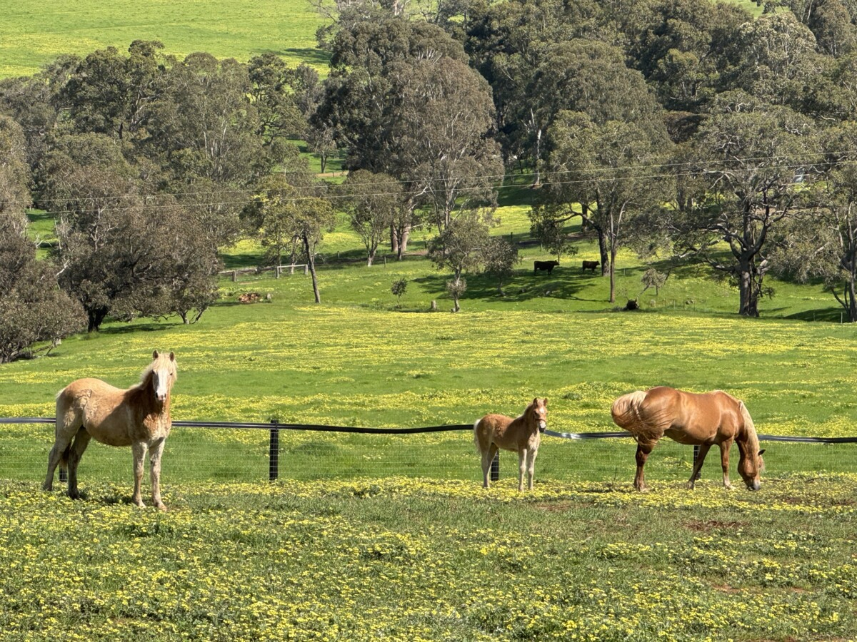 Stunning Haflinger yearling