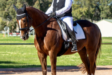 Magnificent Chestnut Dream Horse.