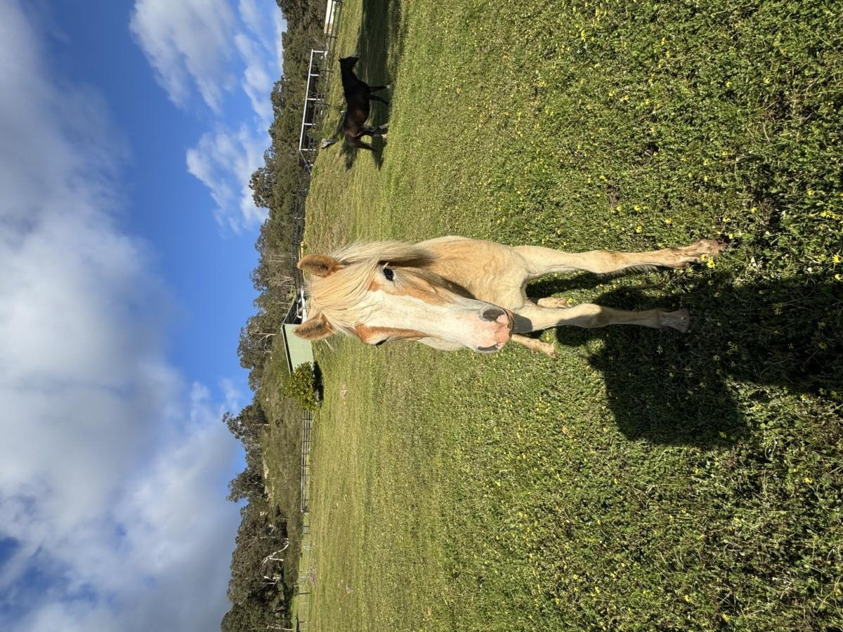 Stunning Haflinger yearling