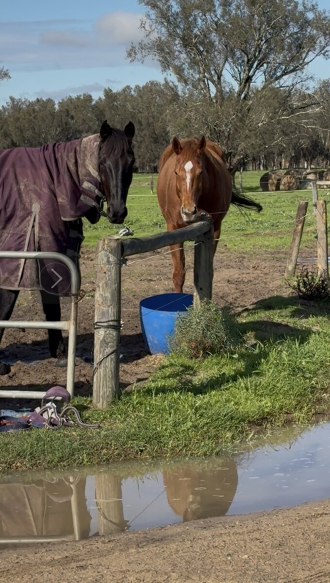 Companion horse
