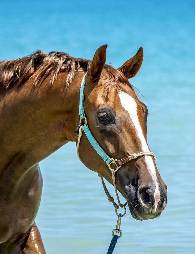 Magnificent Chestnut Dream Horse.