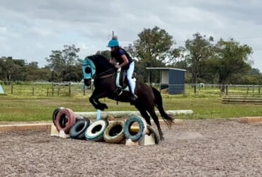 12yo Black Stockhorse Gelding
