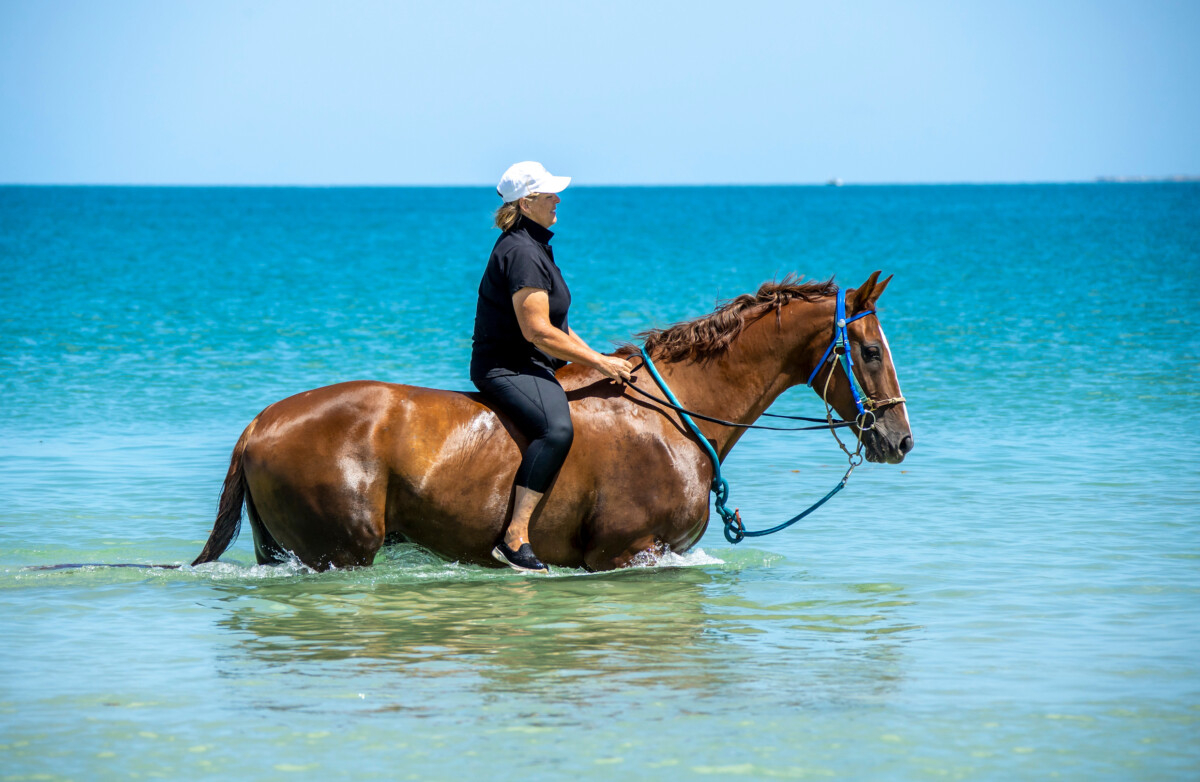 Magnificent Chestnut Dream Horse.