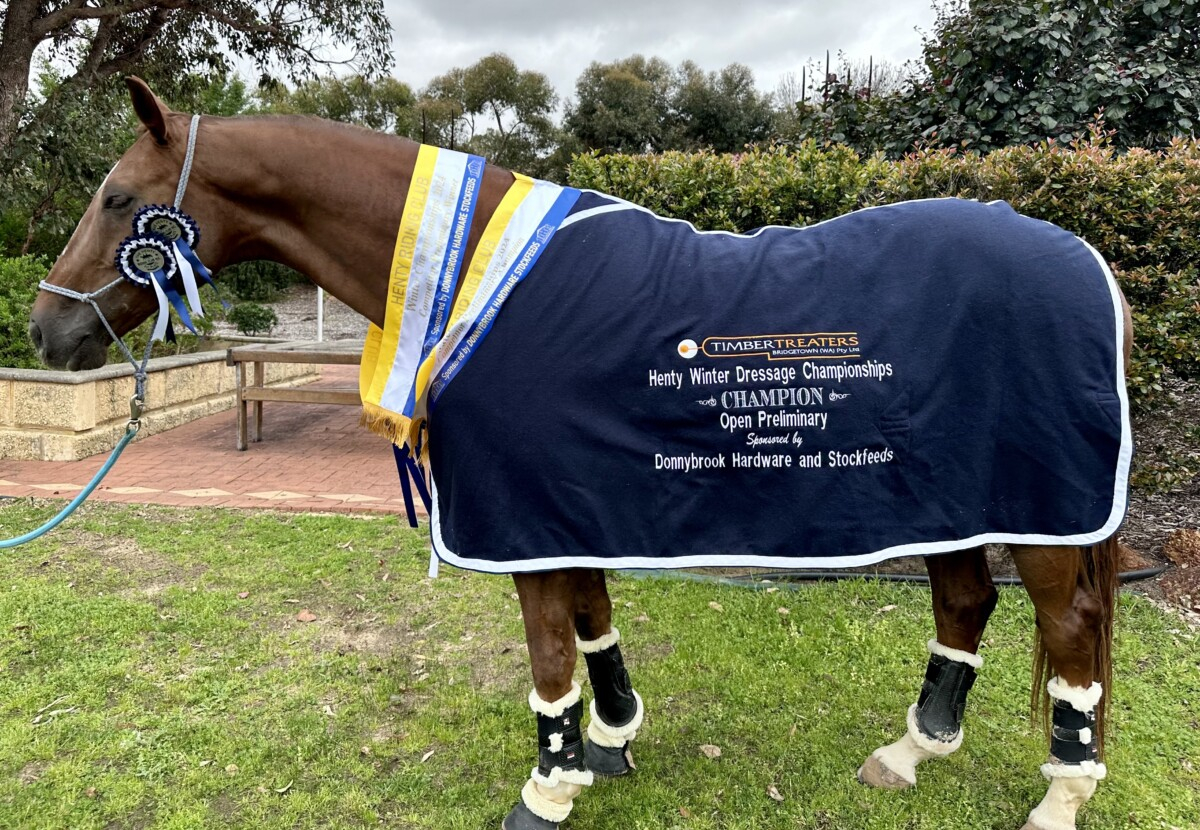 Magnificent Chestnut Dream Horse.