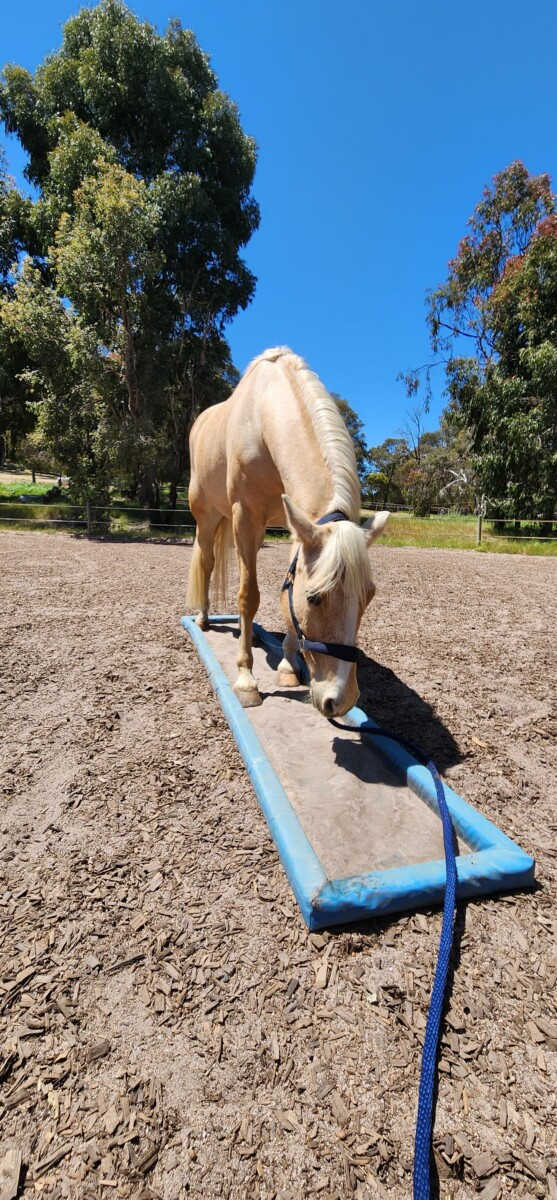 Explore a fresh connection with your horse.