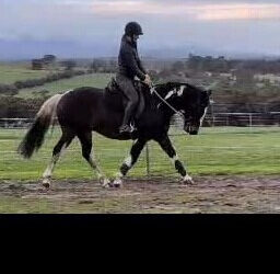 Stunning Clydesdale X Quarterhorse/Paint