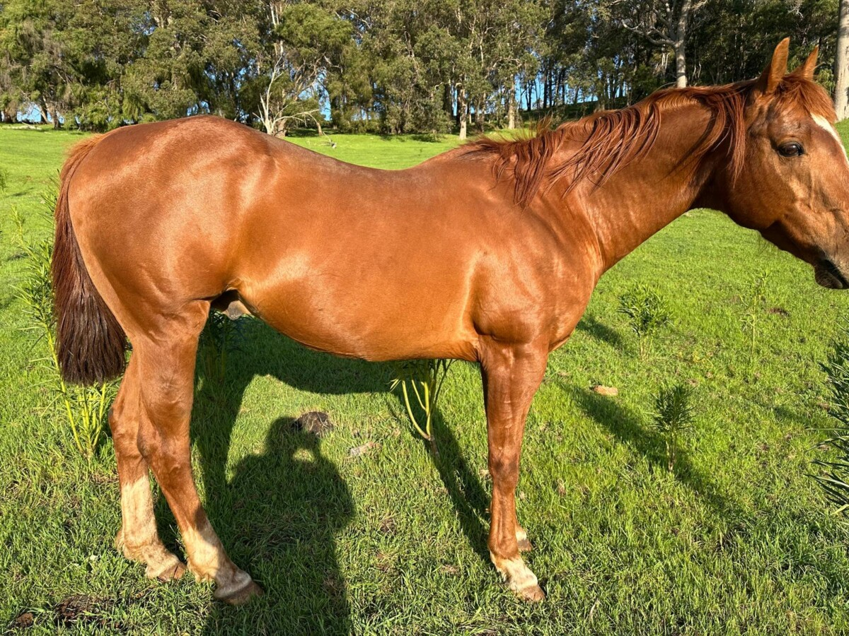 Quarter Horse Stallion