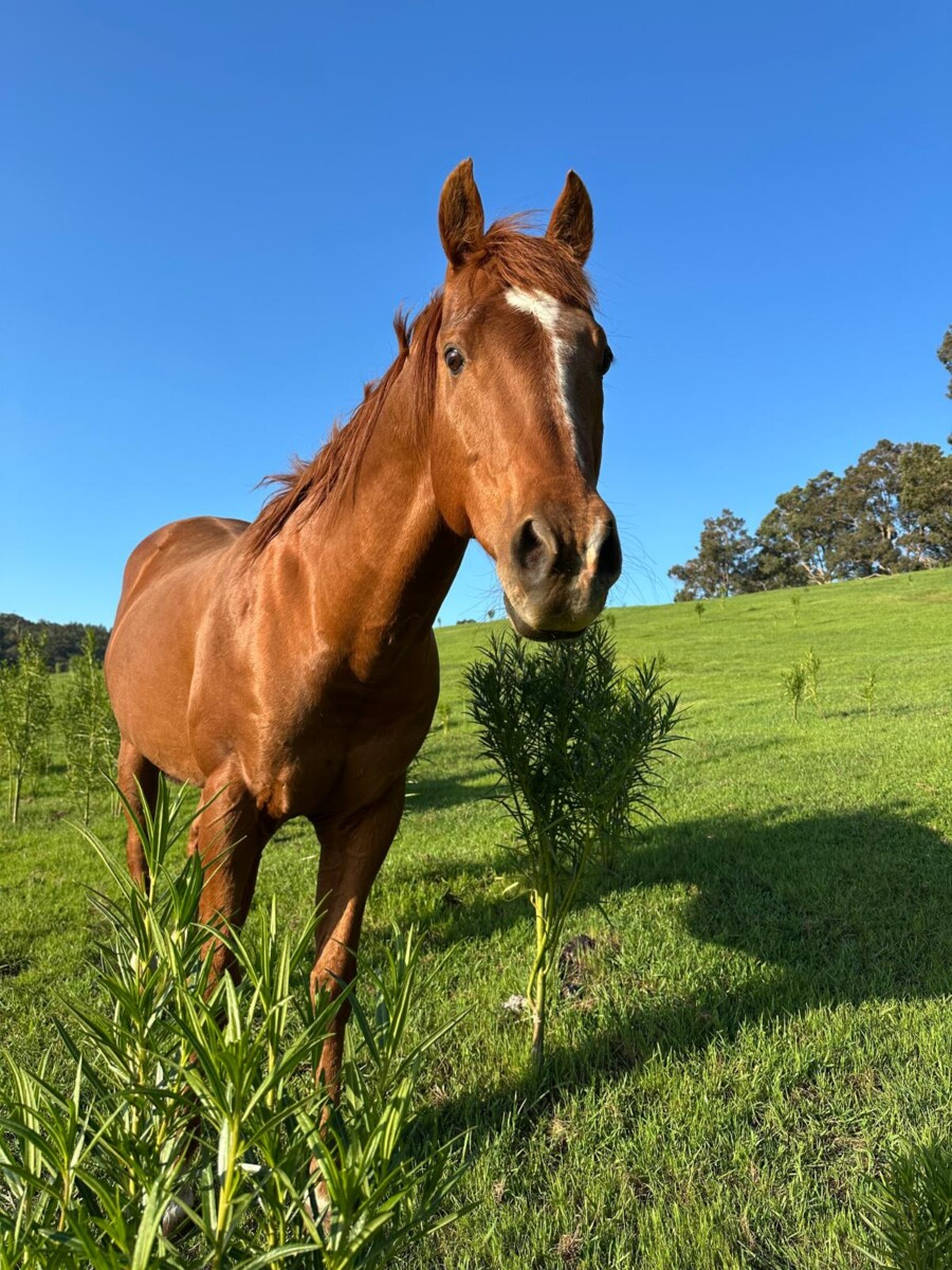 Quarter Horse Stallion