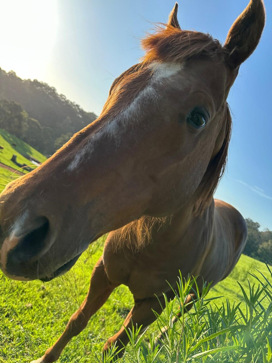 Quarter Horse Stallion