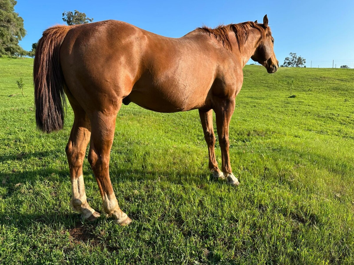 Quarter Horse Stallion