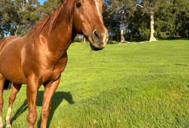 Quarter Horse Stallion