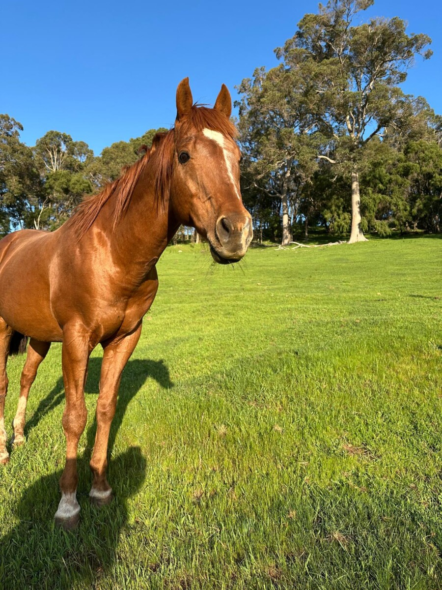 Quarter Horse Stallion