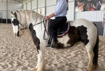 Fantastic Gypsy Cob Breed or Ride