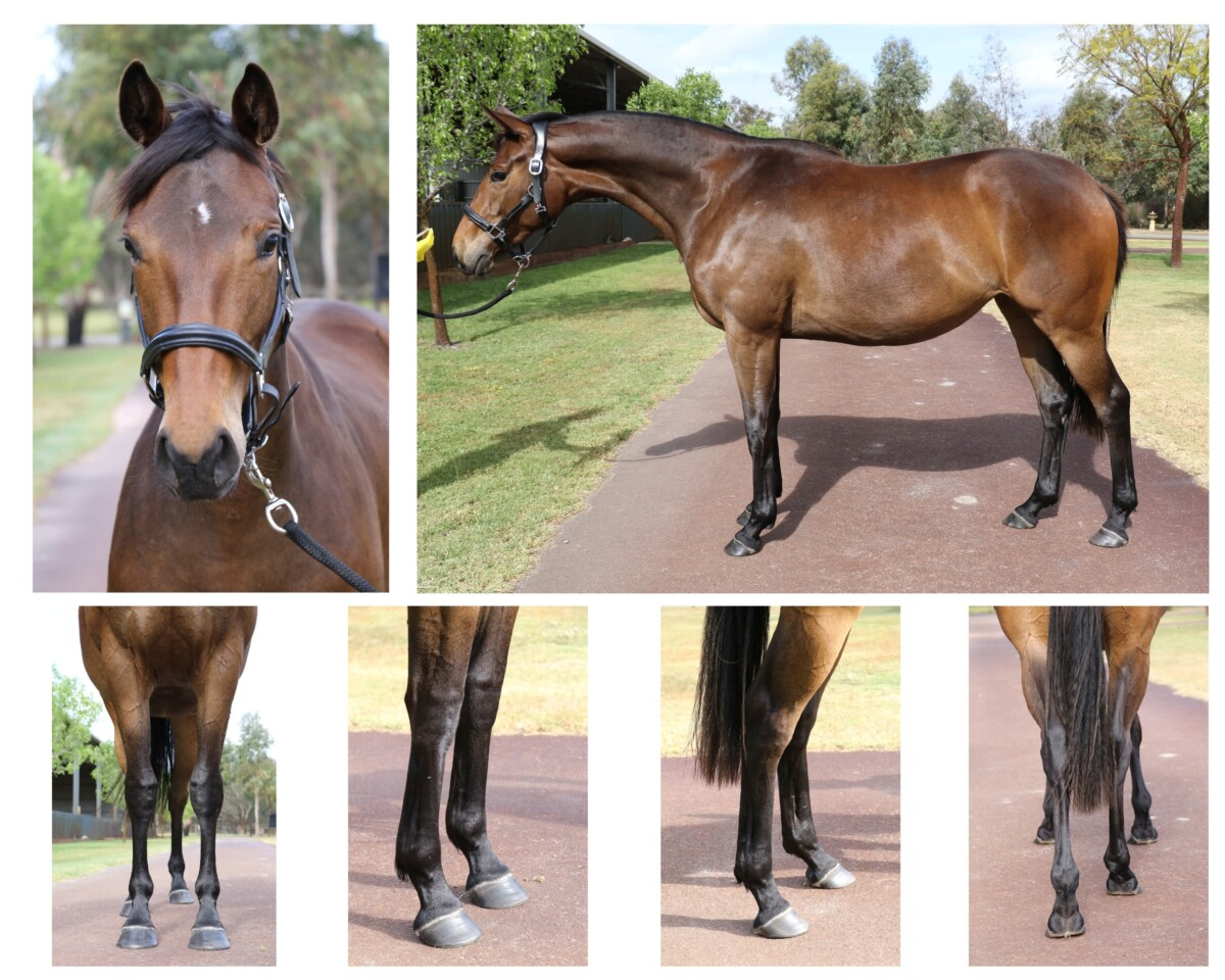 Beautiful Warmblood Filly by Lord Larmarque