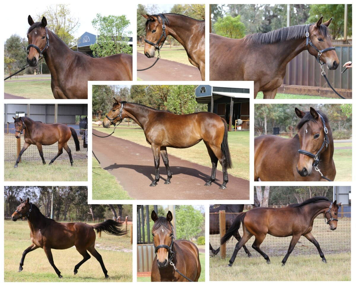 Beautiful Warmblood Filly by Lord Larmarque